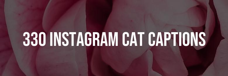 330 Instagram Cat Captions: Puns, Quotes, and Catchy Phrases