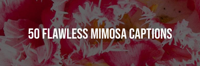 50 Flawless Mimosa Captions for Instagram